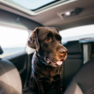NomadPaws™